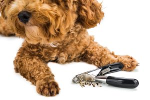Best Dog Nail Clippers For Thick Nails