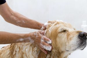 Best Oatmeal Shampoo for Dogs