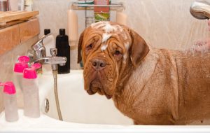 Dog shampoo for dry skin