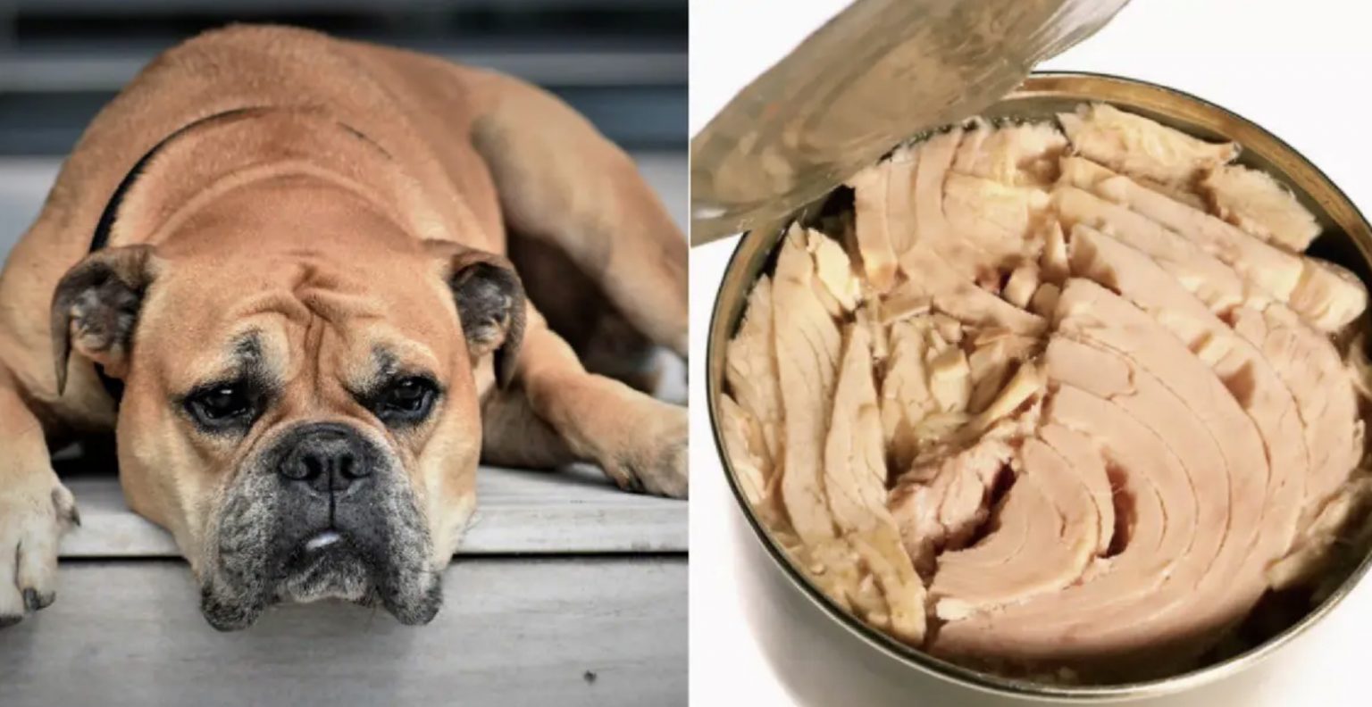 is tuna a good source of protein for dogs