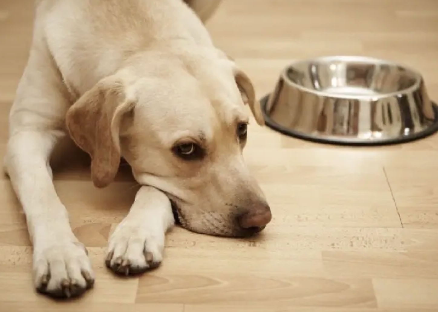 how long can a dog go without eating or drinking