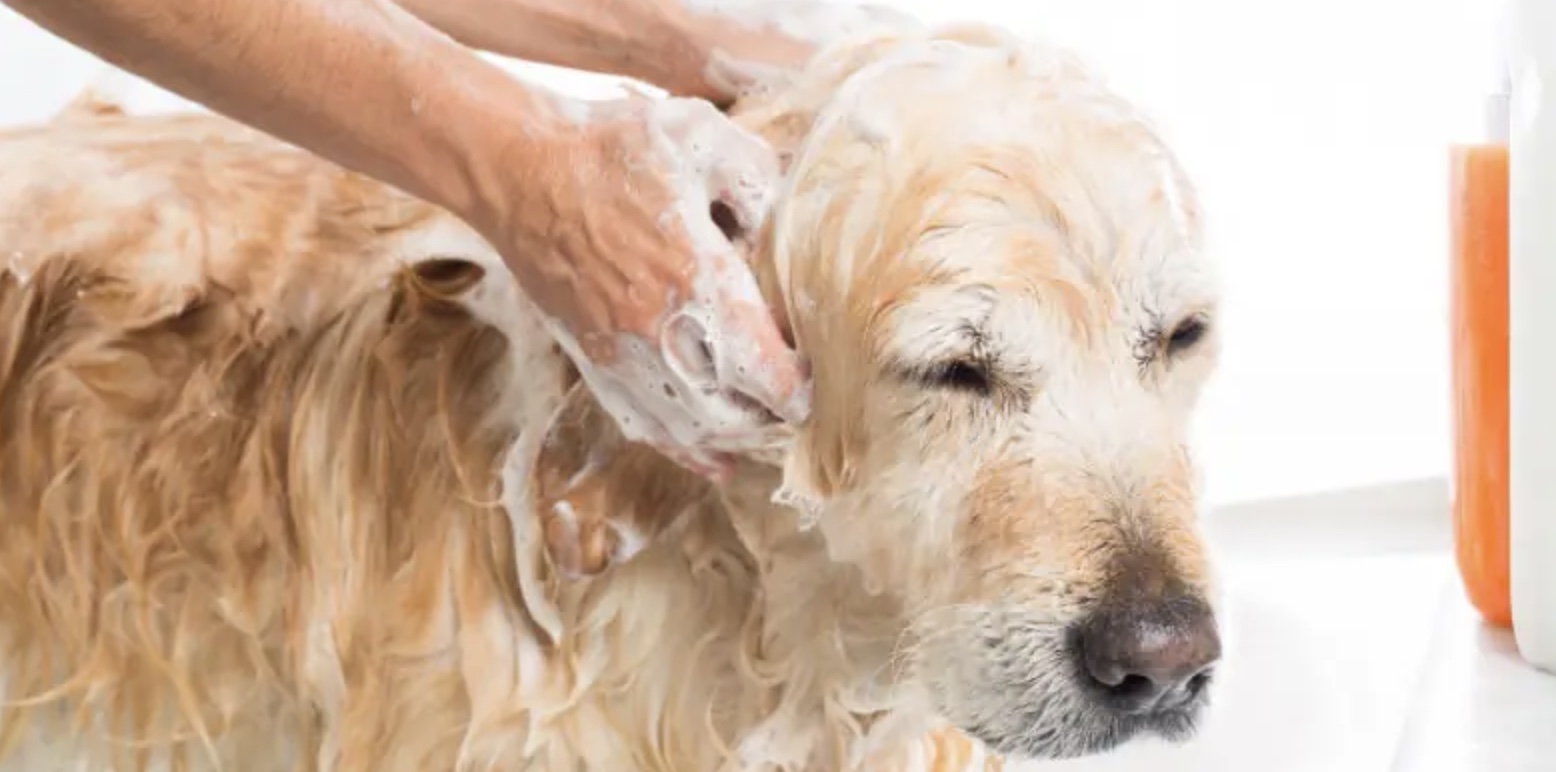 How Often Should You Wash Your Dog – Your Questions Answered