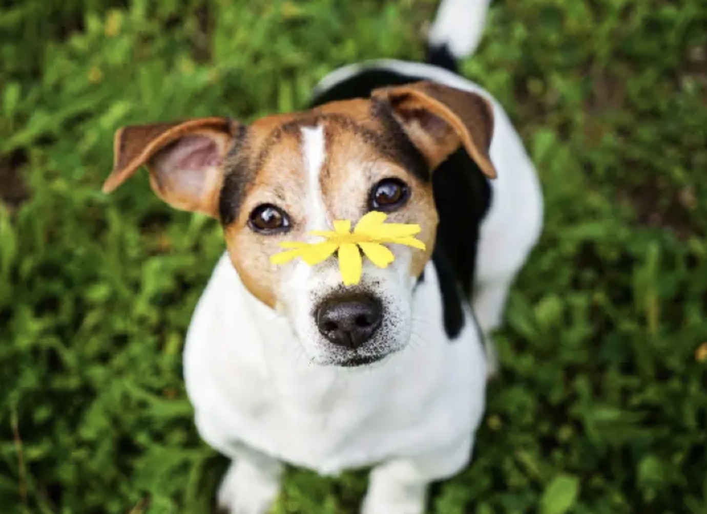 How to Make Your Dog Smell Good – Grooming Tricks and Tips